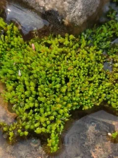 Wahlenberg's Nodding Moss thumbnail 1