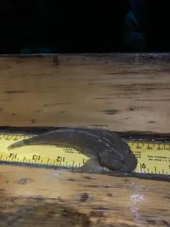 Bear Lake Sculpin thumbnail 4