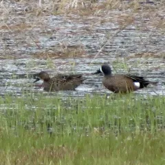 Blue-winged Teal thumbnail 2