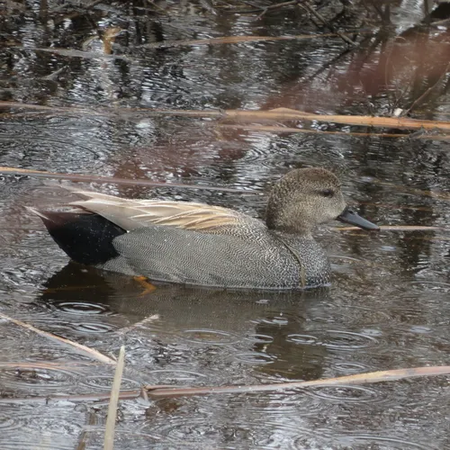 Gadwall