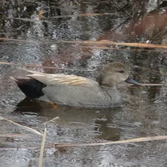 Gadwall thumbnail 1