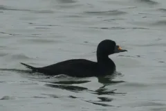 Common Scoter thumbnail 4