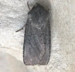 Fleece-winged Dart thumbnail 2