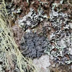 Mealy-rimmed Shingle Lichen thumbnail 4