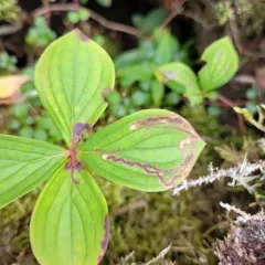 Phytomyza agromyzina thumbnail 4