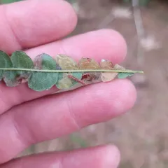 Birch Casebearer Moth thumbnail 2