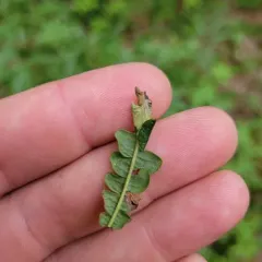 Parornix peregrinaella thumbnail 3