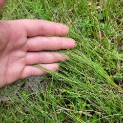 fall dropseed muhly thumbnail 4