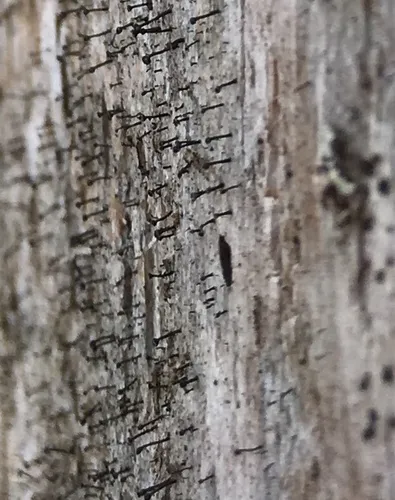 Calicium abietinum