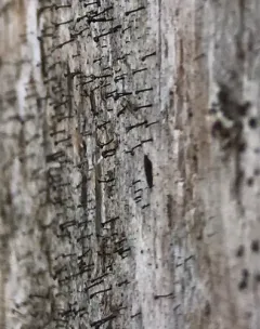 Calicium abietinum thumbnail 1