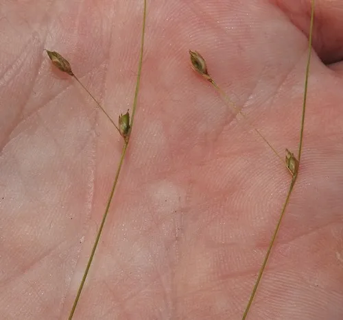 Billings' sedge