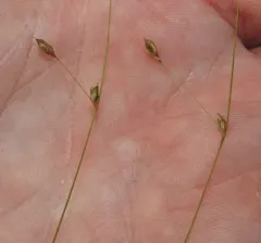 Billings' sedge thumbnail 1