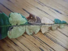 Bucculatrix paroptila thumbnail 1