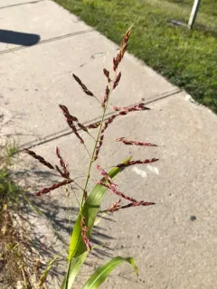Johnson grass thumbnail 1