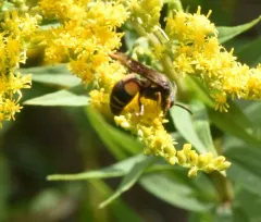 Nysson plagiatus thumbnail 3