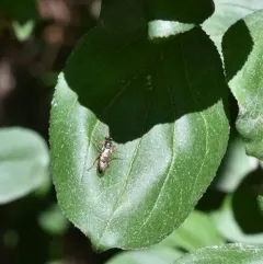 Eight-spotted Rainbow Robber thumbnail 3