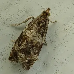 Celypha Moth thumbnail 2