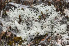 Reindeer Lichen thumbnail 4