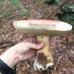 reddish brown bitter bolete thumbnail 3