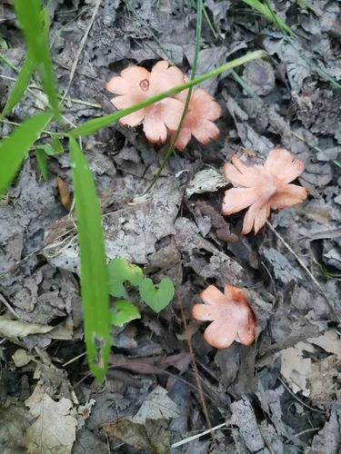 Pink Waxcap