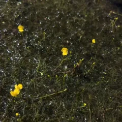 humped bladderwort thumbnail 2