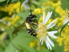 Andrena robervalensis thumbnail 1