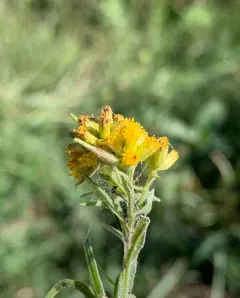 Goldentop Sessile Gall Midge thumbnail 3