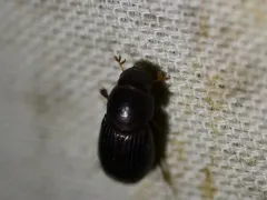 Dialytes truncatus thumbnail 2