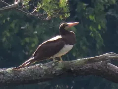 Brown Booby thumbnail 3