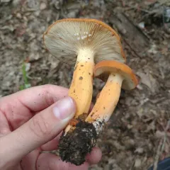 Weeping Milk Cap thumbnail 2