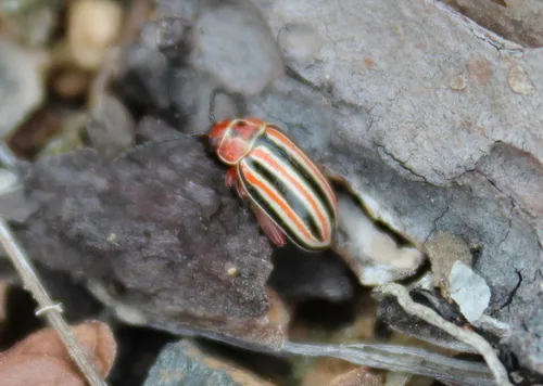 Disonycha caroliniana