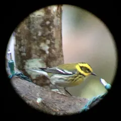 Townsend's Warbler thumbnail 3
