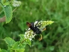 Entypus unifasciatus thumbnail 3
