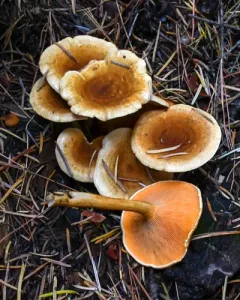 Foxy False Chanterelle thumbnail 3