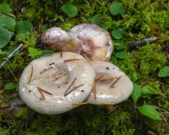Lactarius pallescens thumbnail 3