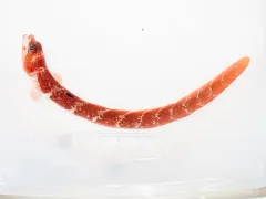 Fish Doctor thumbnail 2