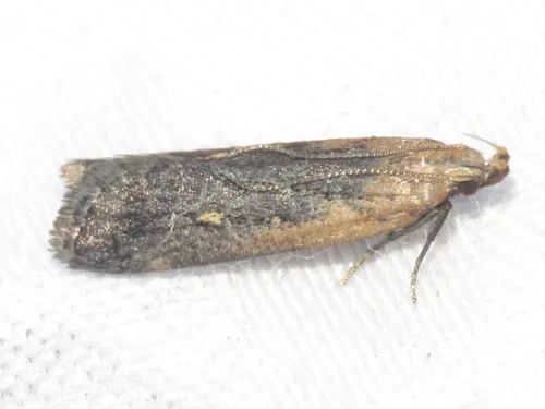 Copa Dichomeris Moth