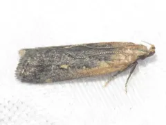 Copa Dichomeris Moth thumbnail 1