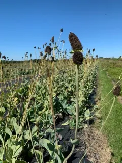 great coneflower thumbnail 1