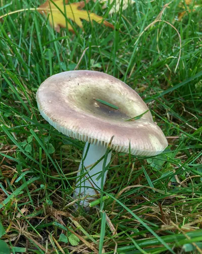 variable brittlegill