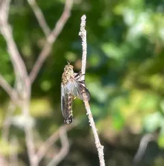 Neomochtherus latipennis thumbnail 3
