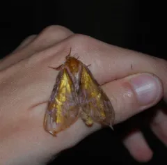 Gold-spotted Ghost Moth thumbnail 2