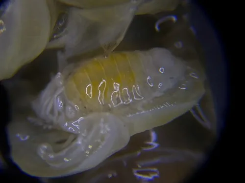 Mud-shrimp Isopod