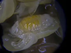 Mud-shrimp Isopod thumbnail 1