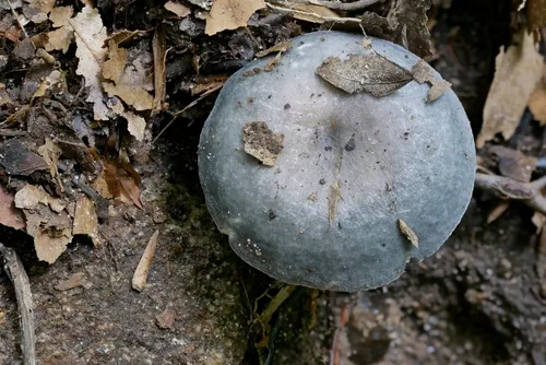 Russula redolens