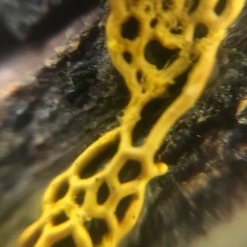 Pretzel slime mold