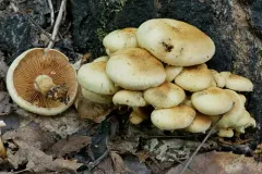 Pholiota malicola thumbnail 1
