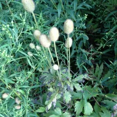tall thimbleweed thumbnail 4