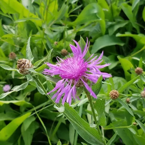 Brown Knapweed