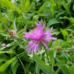 Brown Knapweed thumbnail 1